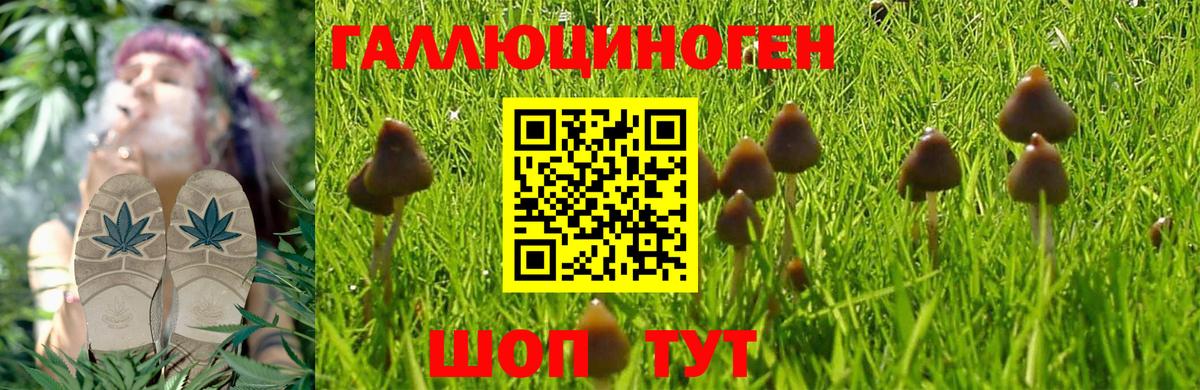 Шали  Галлюциногенные грибы MAGIC MUSHROOMS  Вход с VPN 